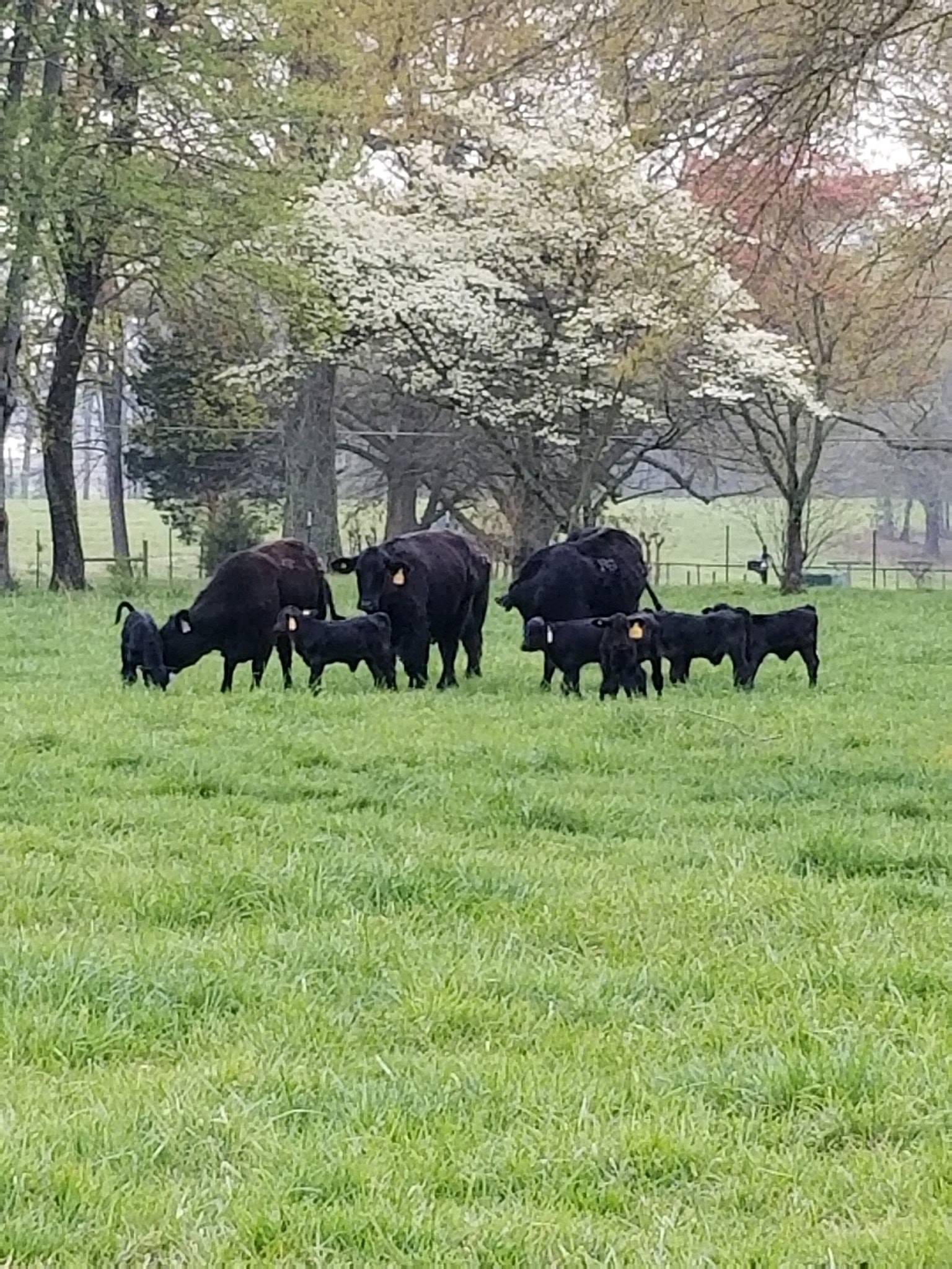 HIGH ROCK FARM - 9D912CB8-D7E2-44B6-843B-5B8D056047A8 A herd of black cattle grazing in a lush green field, surrounded by trees and blooming flowers, showcasing a peaceful rural landscape.
